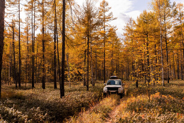 Japanese SUV on an autumn road in a wild forest