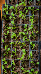 Small green plants thrive in soil, capturing the essence of spring growth and renewal indoors