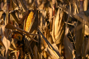 Close-up of a ripe corn cob surrounded by dry husks in a sunlit autumn field, showing golden kernels and the texture of withered leaves