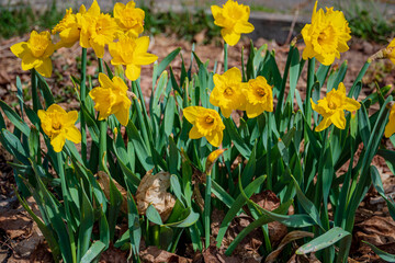 Fototapeta premium Daffodils shine brightly in a spring garden, adding color among green leaves and fallen leaves