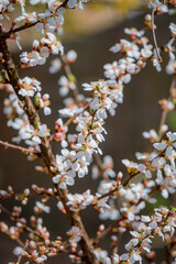 Cherry tree branches bloom with white flowers, showcasing a stunning spring display