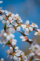 Delicate white flowers bloom on cherry tree branches, showcasing the beauty of spring