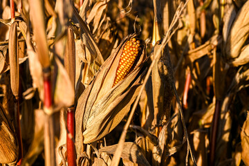 Close-up of a ripe corn cob surrounded by dry husks in a sunlit autumn field, showing golden kernels and the texture of withered leaves