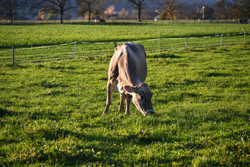 Brown Swiss cow grazing peacefully on a green meadow in warm afternoon light, surrounded by trees and pasture fencing in the countryside