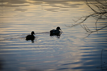 Two ducks swimming on calm reflective water at sunset, creating soft ripples and a peaceful silhouette against golden evening light
