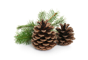 Fototapeta premium Beautiful fir branches with dry cones on white background