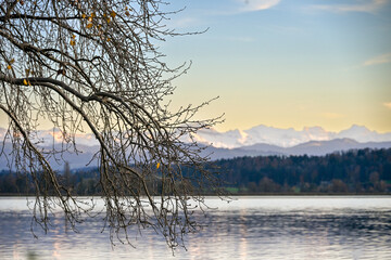 Calm view of Greifensee Lake in Uster with snow-covered Alps in the background and a tree branch reflected on the still water