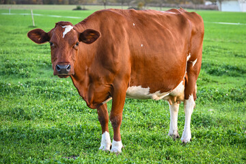 Brown and white cow standing on a green meadow, looking toward the camera in warm daylight, symbolising Swiss rural life and dairy farming