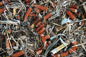 Close-up of dry corn cobs and stalk remains scattered on the ground after harvest, showing natural textures and earthy autumn tones
