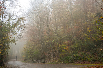 Foggy autumn morning in a forest path covered with orange leaves, surrounded by misty trees and soft diffused light creating a calm atmosphere