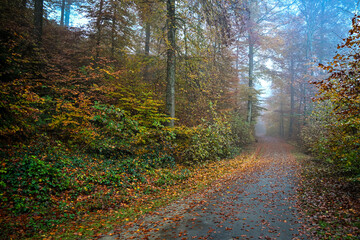 Foggy autumn morning in a forest path covered with orange leaves, surrounded by misty trees and soft diffused light creating a calm atmosphere