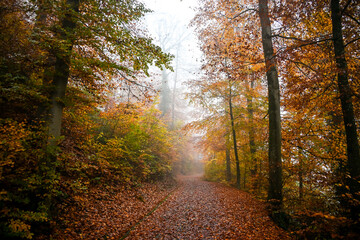 Foggy autumn morning in a forest path covered with orange leaves, surrounded by misty trees and soft diffused light creating a calm atmosphere