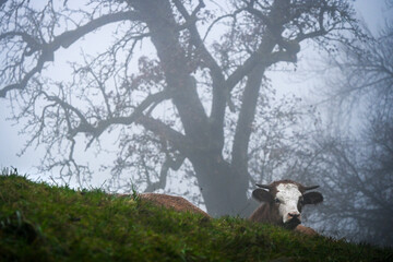 Cow resting on a grassy hill during a foggy morning, with a bare tree in the background creating a calm rural scene