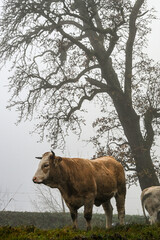 Brown cow standing on a misty hillside with a bare tree behind, creating a tranquil rural atmosphere on a foggy morning