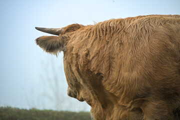 Close-up of a brown cow standing on green grass in the fog, highlighting its calm expression and soft natural light