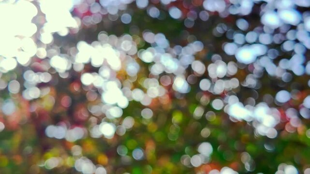 Soft natural spring bokeh background in vibrant red and green hues, creating tranquil and refreshing atmosphere perfect for projects requiring nature inspired visuals