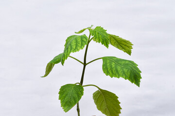 Patchouli oil leaf white background, Pogostemon cablin Benth base oil and cosmetic ingredients