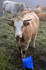 Curious cow standing near a blue bucket on a foggy meadow, with other herd members resting in the misty background