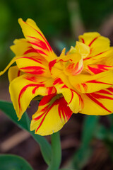 A stunning yellow and red tulip flower stands out in a lush garden, celebrating spring