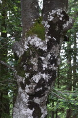 Obraz premium tree trunk in dark forest texture