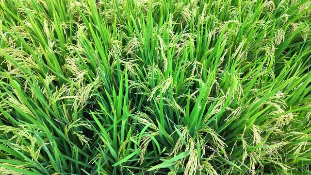 Scenic rice fields of Bali reveal rich green textures, inviting exploration of intricate farming methods