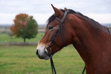 Obraz premium Beautiful brown horse outdoors, space for text. Lovely domesticated pet