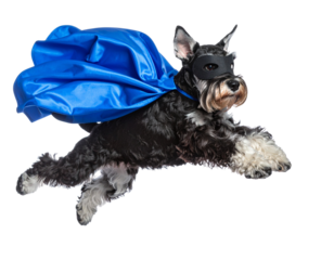 Flying Miniature Schnauzer Superhero Mid-Air with Blue Cape, Dynamic Side Angle, isolated on transparent background