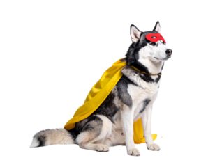 - Relaxed Siberian Husky Superhero Sitting Sideways with Yellow Cape Flowing, isolated on transparent background (2)