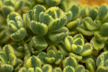 Succulent plant Echeveria setosa Mexican Firecracker ,green succulent