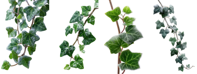 Lush green ivy vines with vibrant leaves, showcasing natural beauty and fresh botanical growth, perfect for nature-inspired designs and vibrant garden themes