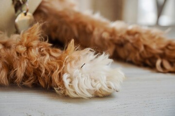 Close-Up of Dog’s Paw with Burr Seed in Fur