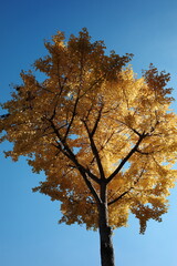 Fototapeta premium Golden autumn tree under blue sky