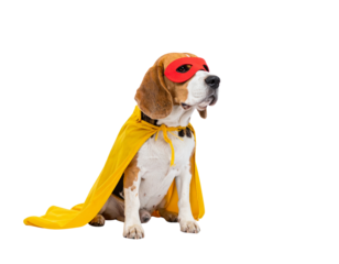 Calm Beagle Superhero Sitting Sideways with Yellow Cape Flowing, isolated on transparent background
