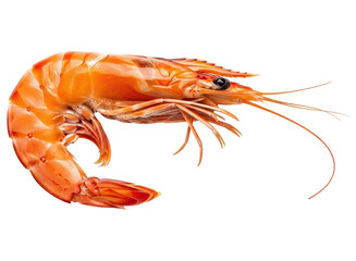Vibrant orange cooked shrimp, perfect for seafood dishes and healthy eating