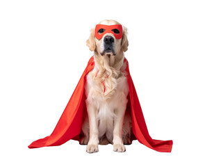 Relaxed Golden Retriever Superhero Sitting Sideways with Flowing Yellow Cape, isolated on transparent background