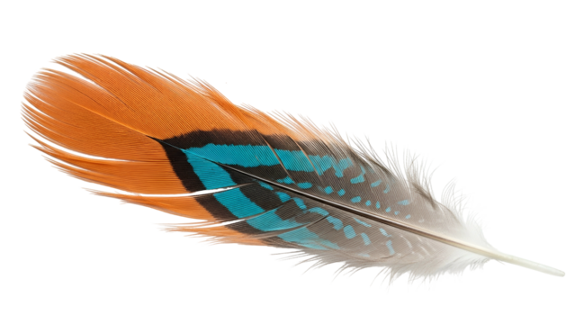 Detailed close up captures the vibrant colors and intricate structure of a single bird feather against a dark background.