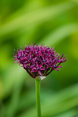 A stunning purple allium rises among lush green leaves, showcasing spring's beauty