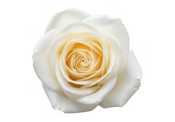 Delicate white rose with golden hues in center isolated on transparent background