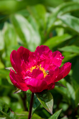 A red peony flower stands tall, vibrant and full of life amidst lush green leaves in spring