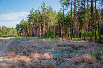 Tall trees rise against a clear sky, while soft grasses blanket the forest floor in gentle sunlight