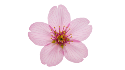 Single light pink blossom floats against a pure black background