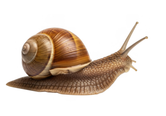 Detailed close up of a garden snail with a textured shell isolated on transparent background