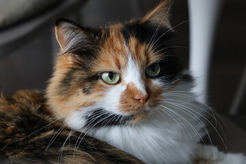 portrait of a cat, three colors cat, 