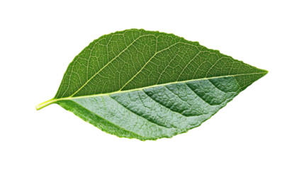 Green leaf with visible veins isolated on a transparent background