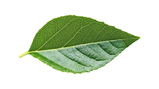 Green leaf with visible veins isolated on a transparent background - Powered by Adobe
