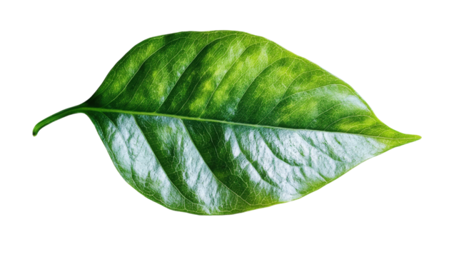 Green leaf with yellow spots isolated on a transparent background