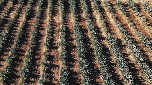 Aerial view of rows of agave plants stretch across the sun-baked earth, creating a textured tapestry of green and brown under the vast sky, Tequila, Jalisco, Mexico.