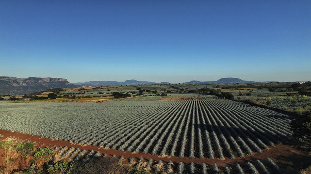 Aerial view of neatly organized rows of agave plants stretch across the landscape under a clear sky, framed by distant mountains, Tequila, Jalisco, Mexico.