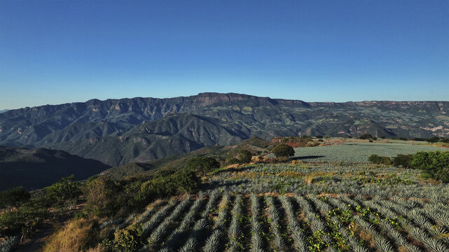 Aerial view of rows of agave plants stretch across the landscape towards the distant mountain range under a clear blue sky, Tequila, Jalisco, Mexico.