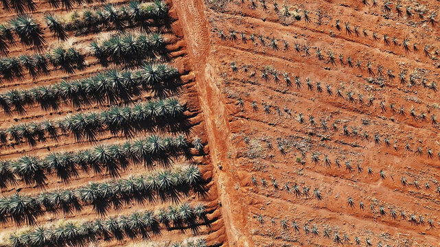 Aerial view of rows of agave plants casting long shadows on the red soil, contrasting with the vibrant green foliage, Tequila, Jalisco, Mexico.